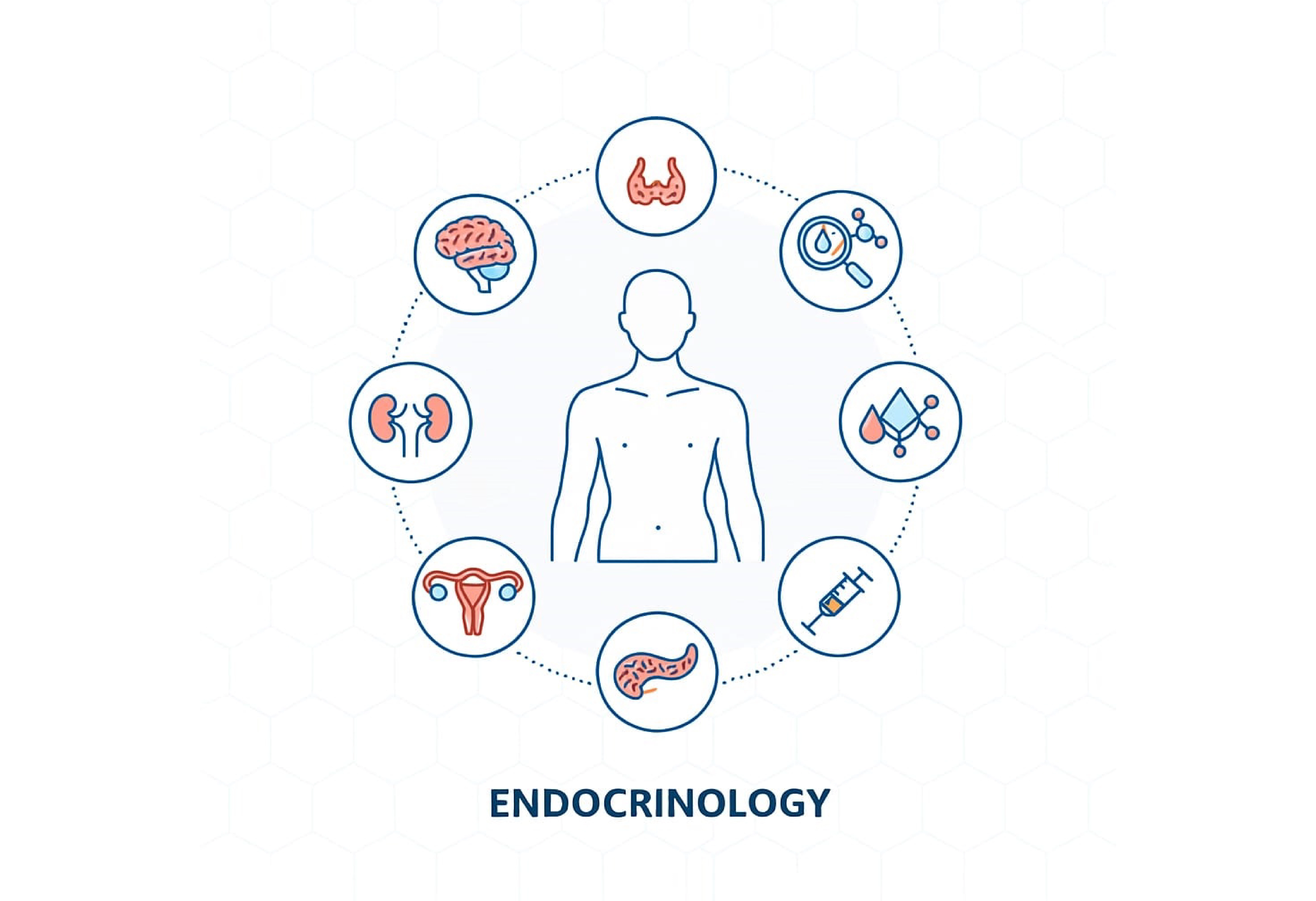 Endocrinology
